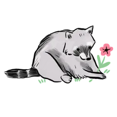 Blooms and Raccoons