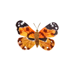 Collaged insects