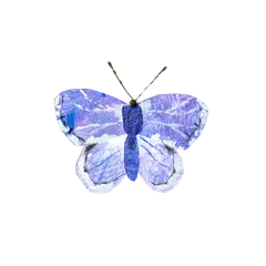 Collaged insects