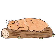 小橘貓