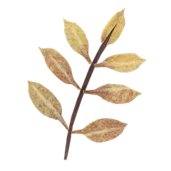 Autumn Leaves