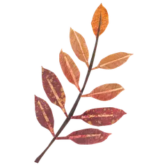 Autumn Leaves