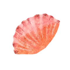 Collaged Shells