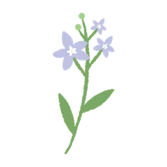 Fleurs Jolies et Épanouies V.2