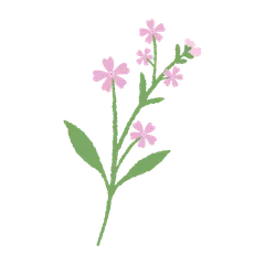 Fleurs Jolies et Épanouies V.2